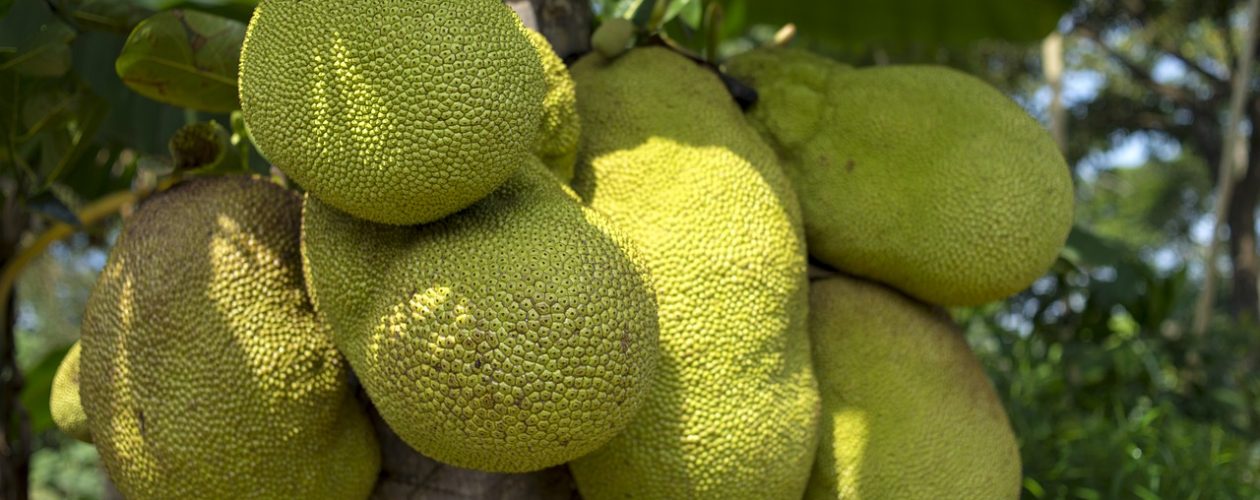 Co je to jackfruit a jaké je jeho využití?