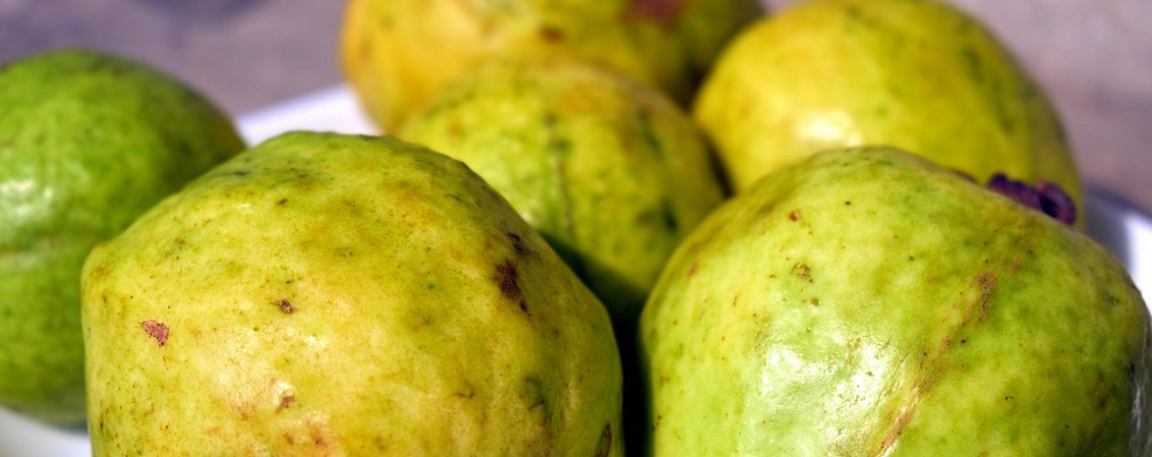 Co je to kvajáva (Guava) a jaké je její využití?